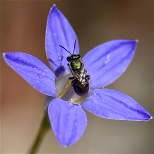 Lasioglossum sp. (genus) at Higgins, ACT - 22 Feb 2025 02:01 PM