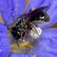 Lasioglossum sp. (genus) at Higgins, ACT - 22 Feb 2025 02:01 PM