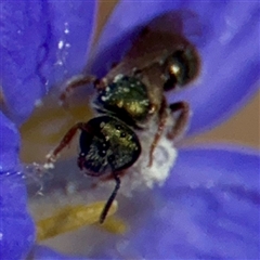 Lasioglossum sp. (genus) at Higgins, ACT - 22 Feb 2025 02:01 PM