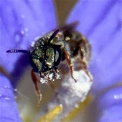 Lasioglossum sp. (genus) at Higgins, ACT - 22 Feb 2025 02:01 PM