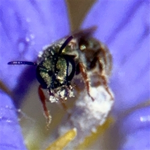 Lasioglossum sp. (genus) at Higgins, ACT - 22 Feb 2025 02:01 PM