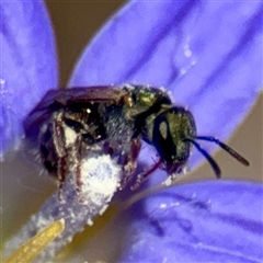 Lasioglossum sp. (genus) at Higgins, ACT - 22 Feb 2025 02:01 PM