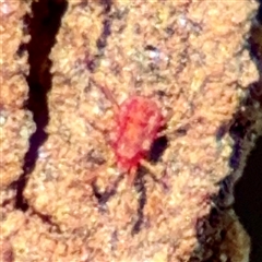 Trombidiidae (family) (Red velvet mite) at Higgins, ACT - 22 Feb 2025 by Hejor1