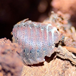 Laxta sp. (genus) at Higgins, ACT - Yesterday 01:50 PM