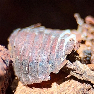 Laxta sp. (genus) at Higgins, ACT - Yesterday 01:50 PM