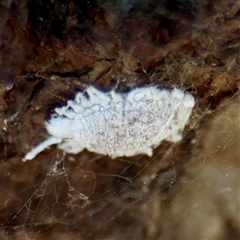 Cryptolaemus montrouzieri (Mealybug ladybird) at Higgins, ACT - 22 Feb 2025 by Hejor1