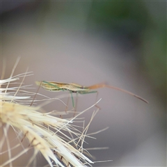 Mutusca brevicornis (A broad-headed bug) at Higgins, ACT - 22 Feb 2025 by Hejor1