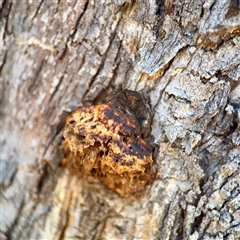 Hexagonia vesparia (Wasp Nest Polypore) at Higgins, ACT - 22 Feb 2025 by Hejor1