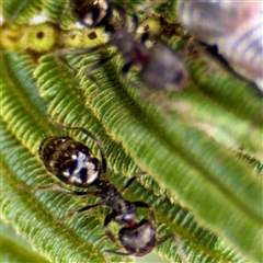 Notoncus sp. (genus) (A Notoncus ant) at Higgins, ACT - 22 Feb 2025 by Hejor1