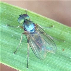 Diaphorinae (subfamily) (Long-legged fly) at Higgins, ACT - 22 Feb 2025 by Hejor1