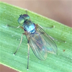 Diaphorinae (subfamily) (Long-legged fly) at Higgins, ACT - 22 Feb 2025 by Hejor1