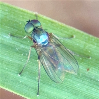 Diaphorinae (subfamily) (Long-legged fly) at Higgins, ACT - 22 Feb 2025 by Hejor1