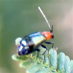 Adoxia benallae (Leaf beetle) at Higgins, ACT - 22 Feb 2025 by Hejor1