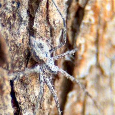 Tamopsis sp. (genus) (Two-tailed spider) at Higgins, ACT - 22 Feb 2025 by Hejor1