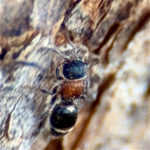 Eurymutilla sp. (genus) (Mutillid wasp or velvet ant) at Higgins, ACT - 22 Feb 2025 by Hejor1