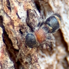 Eurymutilla sp. (genus) at Higgins, ACT - 22 Feb 2025 01:26 PM