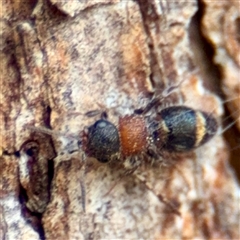 Eurymutilla sp. (genus) at Higgins, ACT - 22 Feb 2025 01:26 PM