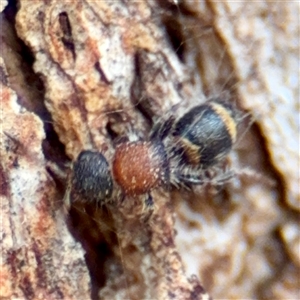 Eurymutilla sp. (genus) at Higgins, ACT - 22 Feb 2025 01:26 PM