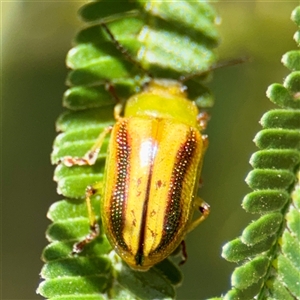 Calomela juncta (Leaf beetle) at Higgins, ACT - 22 Feb 2025 by Hejor1