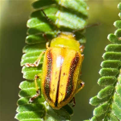 Calomela juncta (Leaf beetle) at Higgins, ACT - 22 Feb 2025 by Hejor1