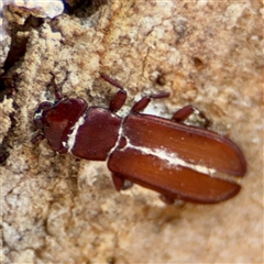 Platisus sp. (genus) (Flat bark beetle) at Higgins, ACT - 22 Feb 2025 by Hejor1