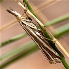 Hednota relatalis (A Crambid moth) at Higgins, ACT - 22 Feb 2025 by Hejor1