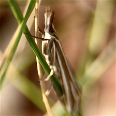 Hednota relatalis at Higgins, ACT - 22 Feb 2025 01:14 PM