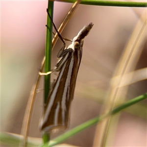 Hednota relatalis at Higgins, ACT - 22 Feb 2025 01:14 PM