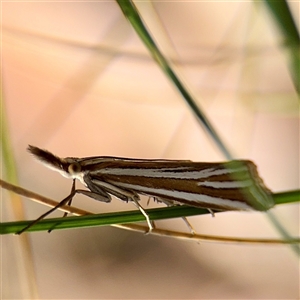 Hednota relatalis at Higgins, ACT - 22 Feb 2025 01:14 PM