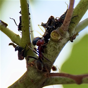 Iridomyrmex purpureus (Meat Ant) at Higgins, ACT - 22 Feb 2025 by Hejor1