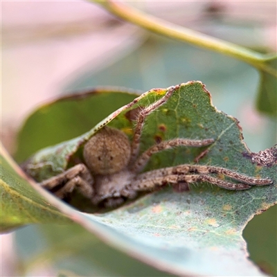 Isopedella pessleri (A huntsman spider) at Higgins, ACT - 22 Feb 2025 by Hejor1