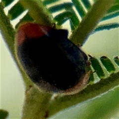 Cryptolaemus montrouzieri (Mealybug ladybird) at Higgins, ACT - 22 Feb 2025 by Hejor1