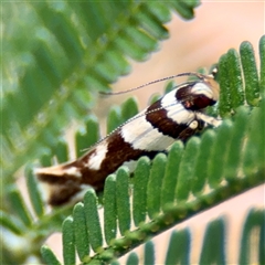 Macrobathra desmotoma at Higgins, ACT - 22 Feb 2025 12:54 PM