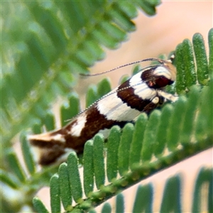 Macrobathra desmotoma at Higgins, ACT - 22 Feb 2025 12:54 PM