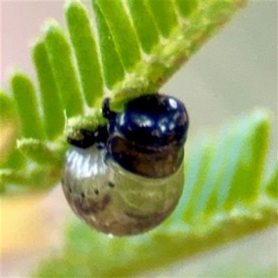 Calomela sp. (genus) (Acacia leaf beetle) at Higgins, ACT - 22 Feb 2025 by Hejor1