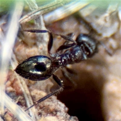 Notoncus sp. (genus) (A Notoncus ant) at Higgins, ACT - 22 Feb 2025 by Hejor1