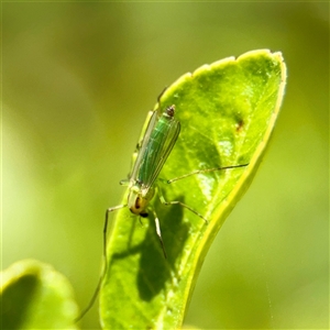 Chironomidae (family) at Higgins, ACT - 22 Feb 2025 12:45 PM