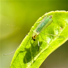 Chironomidae (family) at Higgins, ACT - 22 Feb 2025 12:45 PM