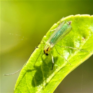 Chironomidae (family) at Higgins, ACT - 22 Feb 2025 12:45 PM