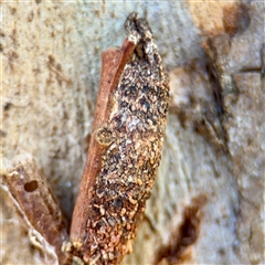 Trigonocyttara clandestina (Less-stick Case Moth) at Higgins, ACT - 22 Feb 2025 by Hejor1