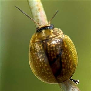 Paropsisterna cloelia (Eucalyptus variegated beetle) at Higgins, ACT - 22 Feb 2025 by Hejor1