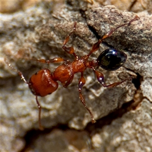 Podomyrma gratiosa (Muscleman tree ant) at Higgins, ACT - 22 Feb 2025 by Hejor1