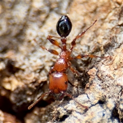 Podomyrma gratiosa at Higgins, ACT - 22 Feb 2025 12:37 PM