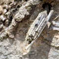 Clania (genus) (A case moth) at Higgins, ACT - 22 Feb 2025 by Hejor1