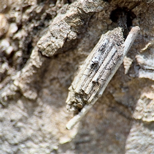 Clania (genus) (A case moth) at Higgins, ACT - 22 Feb 2025 by Hejor1