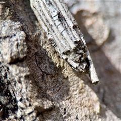 Clania (genus) at Higgins, ACT - 22 Feb 2025 12:37 PM