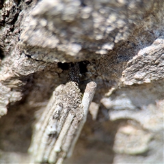 Clania (genus) at Higgins, ACT - 22 Feb 2025 12:37 PM