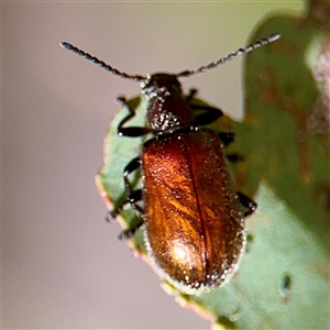 Ecnolagria grandis at Higgins, ACT - 22 Feb 2025 12:33 PM