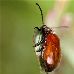 Ecnolagria grandis at Higgins, ACT - 22 Feb 2025 12:33 PM