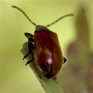 Ecnolagria grandis at Higgins, ACT - 22 Feb 2025 12:33 PM